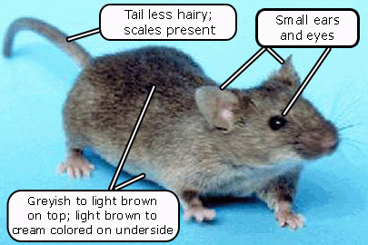 house mouse characteristics